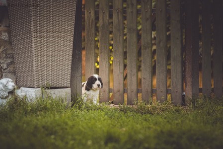 litter Q - QUINTHERRION Royal Antidotum, black & white male [green ribbon] - 6,5 weeks