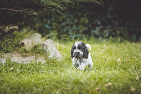 litter Q - QUEENETTE Royal Antidotum, blue roan female [yellow ribbon] - 6,5 weeks