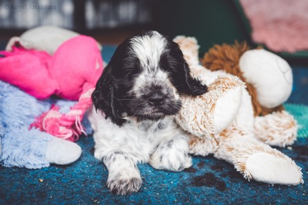 litter Q -  QUERRINGTON Royal Antidotum, blue roan male [blue ribbon] - 6,5 weeks