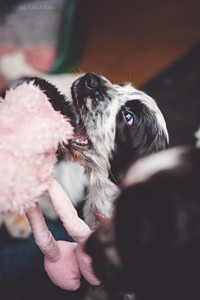 litter Q - QUINNDAYA Royal Antidotum, blue roan female [pink ribbon] - 6,5 weeks