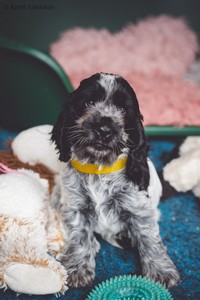 litter Q - QUEENETTE Royal Antidotum, blue roan female [yellow ribbon] - 6,5 weeks