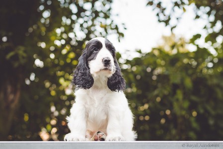 litter Q - QUINTHERRION Royal Antidotum, black & white male [green ribbon] - 8 weeks