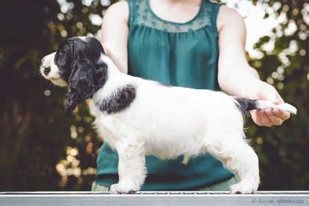 litter Q - QUINTHERRION Royal Antidotum, black & white male [green ribbon] - 8 weeks