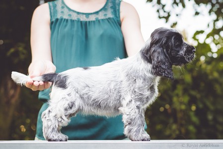 litter Q - QUEENETTE Royal Antidotum, blue roan female [yellow ribbon] - 8 weeks