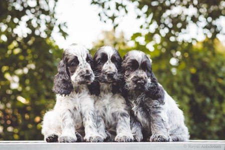 litter Q - females - 8 weeks