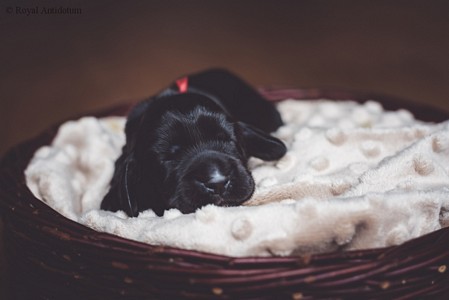 litter R - black female [red ribbon] - day 10