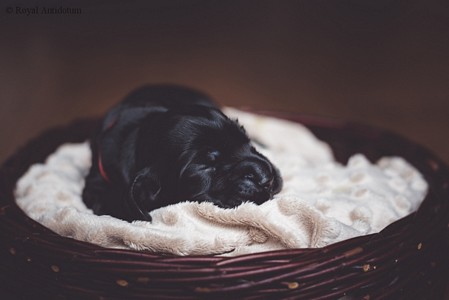 litter R - black female [red ribbon] - day 10