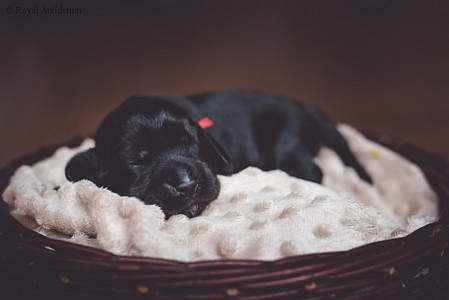 litter R - black female [red ribbon] - day 10