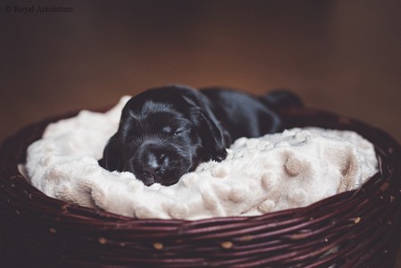 litter R - black female [red ribbon] - day 10