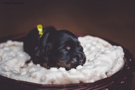 litter R - black & tan female [lime ribbon] - day 10