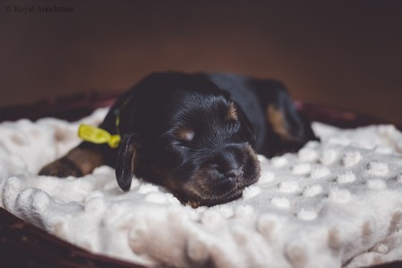 litter R - black & tan female [lime ribbon] - day 10