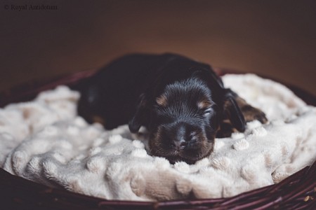 litter R - black & tan female [lime ribbon] - day 10