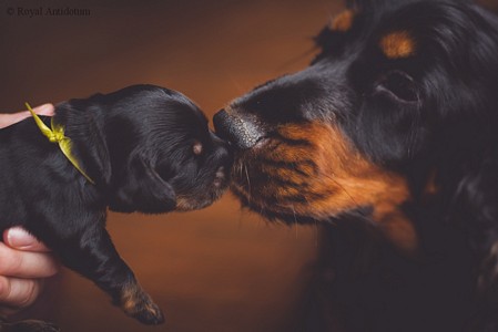 litter R - black & tan female [lime ribbon] - day 10