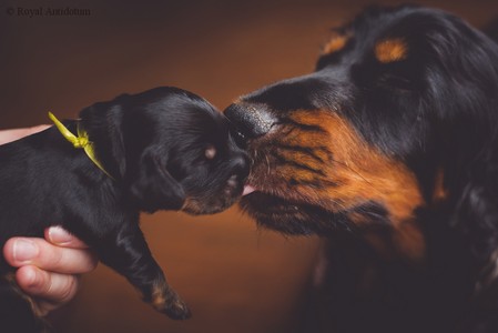 litter R - black & tan female [lime ribbon] - day 10