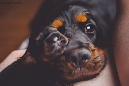 litter R - black & tan female [lime ribbon] - day 10