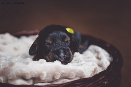 litter R - black & tan female [lime ribbon] - day 10