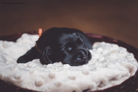 litter R - black female [orange ribbon] - day 10