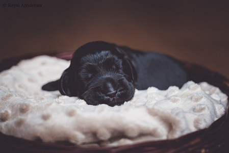 litter R - black female [orange ribbon] - day 10