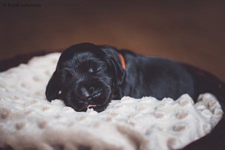 litter R - black female [orange ribbon] - day 10