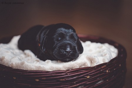 litter R - black female [orange ribbon] - day 10