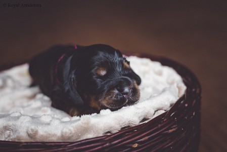 litter R - black & tan female [pink ribbon] - day 10