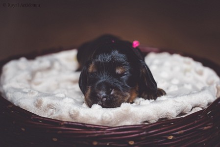 litter R - black & tan female [pink ribbon] - day 10