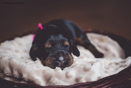 litter R - black & tan female [pink ribbon] - day 10