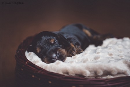 litter R - black & tan female [pink ribbon] - day 10