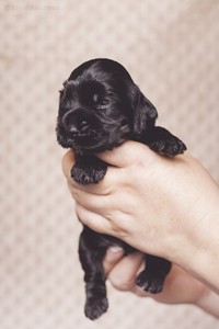 litter R - black male [sapphire ribbon] - 2,5 weeks