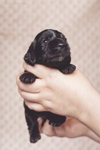 litter R - black male [sapphire ribbon] - 2,5 weeks