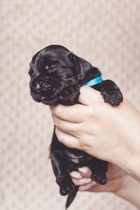 litter R - black male [turquoise ribbon] - 2,5 weeks