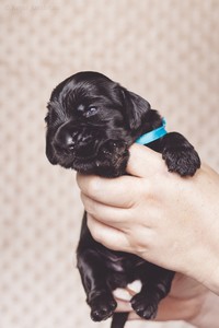 litter R - black male [turquoise ribbon] - 2,5 weeks