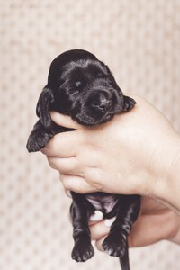 litter R - black female [red ribbon] - 2,5 weeks