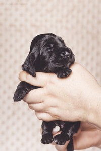 litter R - black female [red ribbon] - 2,5 weeks