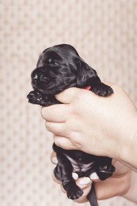 litter R - black female [red ribbon] - 2,5 weeks