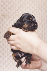 litter R - black & tan female [lime ribbon] - 2,5 weeks