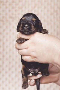 litter R - black & tan female [lime ribbon] - 2,5 weeks