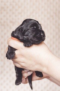 litter R - black female [orange ribbon] - 2,5 weeks