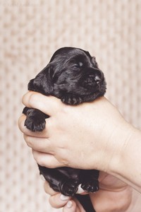 litter R - black female [orange ribbon] - 2,5 weeks