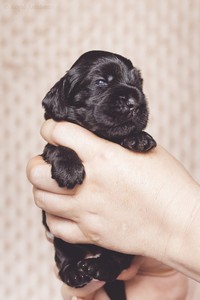 litter R - black female [orange ribbon] - 2,5 weeks