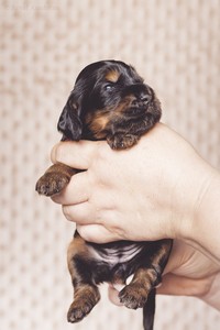 litter R - black & tan female [pink ribbon] - 2,5 weeks