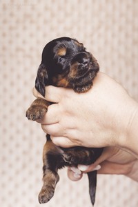 litter R - black & tan female [pink ribbon] - 2,5 weeks