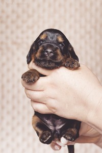 litter R - black & tan female [pink ribbon] - 2,5 weeks