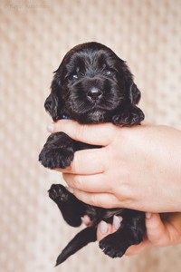 litter R - black male [sapphire ribbon] - 3 weeks