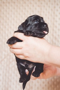 litter R - black male [turquoise ribbon] - 3 weeks