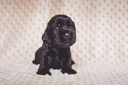 litter R - black male [turquoise ribbon] - 3 weeks