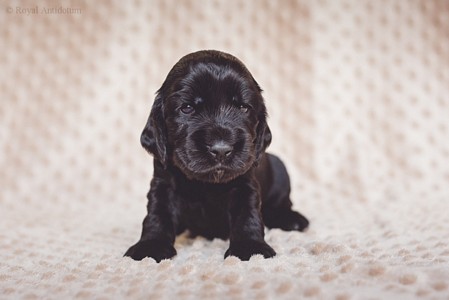 litter R - black female [red ribbon] - 3 weeks