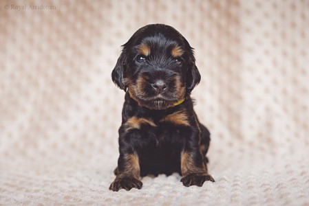 litter R - black & tan female [lime ribbon] - 3 weeks