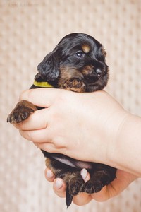 litter R - black & tan female [lime ribbon] - 3 weeks