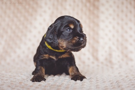 litter R - black & tan female [lime ribbon] - 3 weeks